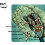 Brain Auditory Path